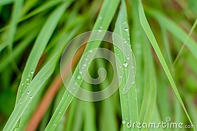 Close-up Droplet on green leaf forest pattern Stock Photo