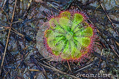 Close up Drosera burmannii Vahl Carnivorous plant with water drop in the morning Stock Photo