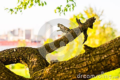 Close-up of dry broken branch of curved tree on the hill with panoramic views on the city Stock Photo