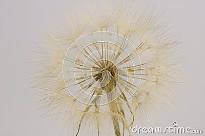 Close up of dry dandelion isolated Stock Photo