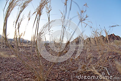 Close-up of dry desert grass Stock Photo