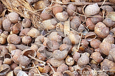 Dry group shell on the ground Stock Photo