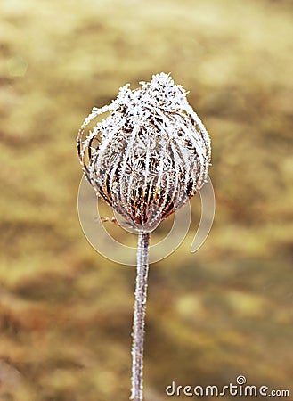 Dry wildflower head with frost crystals Stock Photo