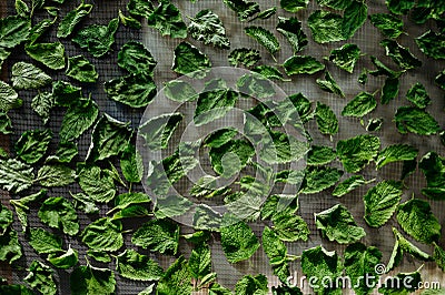 Close up of drying lemon balm leaves on a mesh. Stock Photo