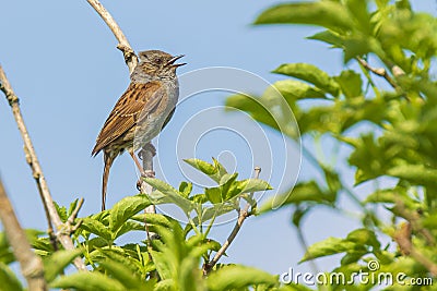 Dunnock Prunella modularis bird singing during Springtime Stock Photo