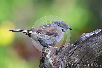 close up of a hedge sparrow dunnock Stock Photo