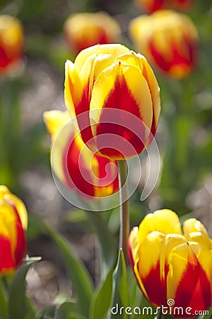 Close up of a Dutch Tulip Stock Photo