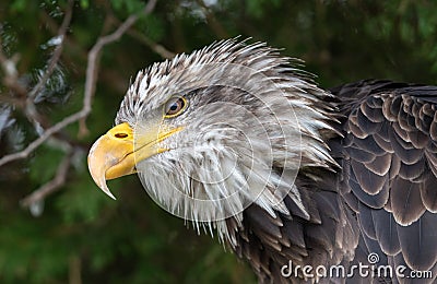 Close up of an eagle, yellow beak Stock Photo