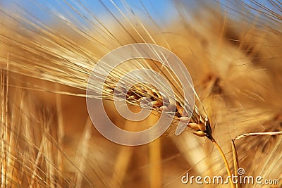 Close-up of ear of wheat Stock Photo