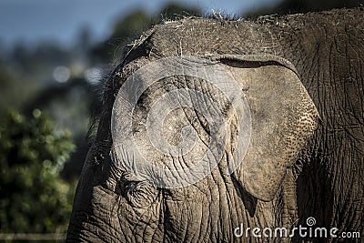 Close up of the ear and wrinkly skin of an elephant Stock Photo