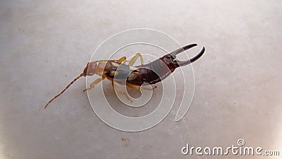 Close up of Earwig on a white background insect isolated Closeup earwigs Earwigs will use their pincers to defend themselves. clos Stock Photo