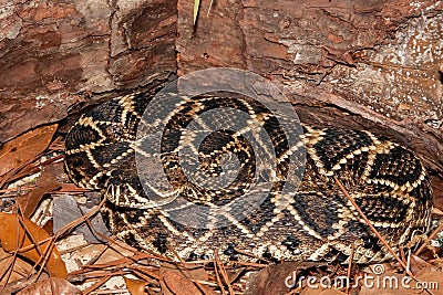 Eastern Diamondback Rattlesnake Crotalus adamenteus Stock Photo