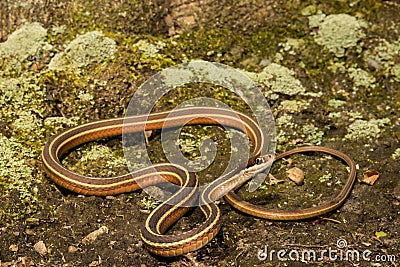 Eastern Ribbon Snake coiled on the ground. Stock Photo