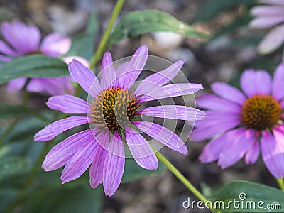 Close up Echinacea purpurea - pink blooming flower Stock Photo