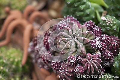Close-up of Echinopsis cactus, a red succulent plant with round-shaped stems for the small garden decoration Stock Photo