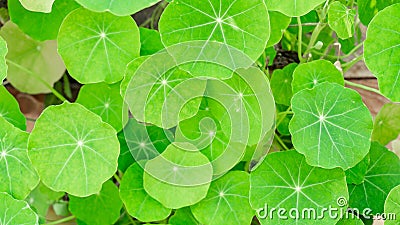 Close-up of edible, bright green nasturtium leaves, round and showing white veins. In a homegrown backyard organic garden. Plant Stock Photo