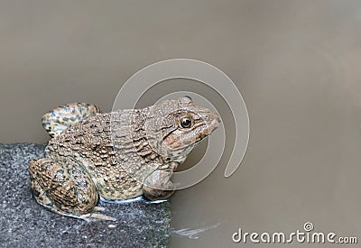 Close up edible frog amphibian animal in concrete tank habitat Stock Photo