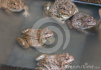 Close up edible frogs amphibian animal in concrete tank habitat Stock Photo