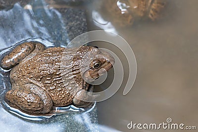 Close up edible frogs amphibian animal in concrete tank habitat Stock Photo