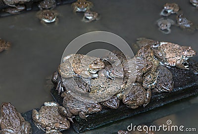 Close up edible frogs amphibian animal in concrete tank habitat Stock Photo