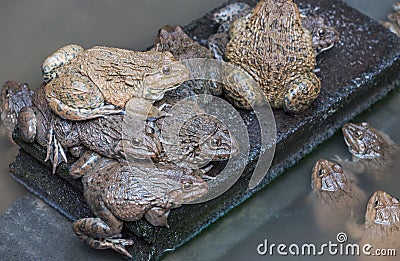 Close up edible frogs amphibian animal in concrete tank habitat Stock Photo