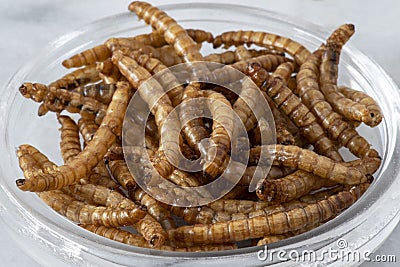 Close-up of edible insects Stock Photo