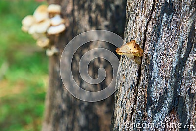 A close-up of an edible mushroom growing from a tree trunk in the forest Stock Photo
