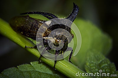 Close-up Eggplant Horned Planthopper insect, Leptocentrus Taurus Stock Photo