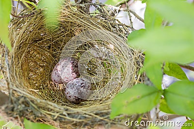 Close up eggs bird in nest on tree Stock Photo