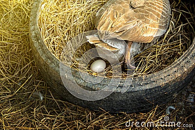 Eggs from Chinese gray geese in old tires. Stock Photo