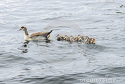 Close Up Egyptian Goose Swimming With Five Young Ones At Amsterdam The Netherlands 27-6-2020 Stock Photo