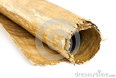 Close up of Egyptian paper reed Stock Photo