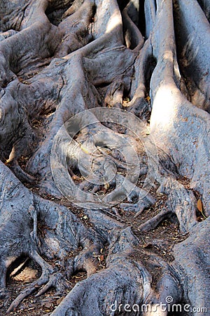 Close up of elaborate root structure of a Moreton Bay Fig Tree in Balboa Park, San Diego, California Stock Photo