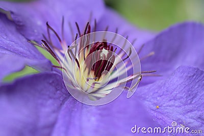 Close up elaborate stamens purple clematis flower Stock Photo