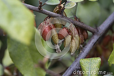 close up Elaeagnus pungens is a species of flowering plant in the family Elaeagnaceae Stock Photo