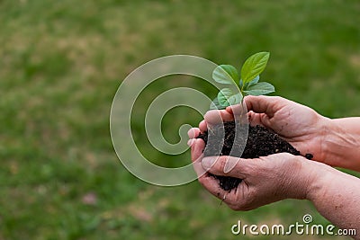 Close-up of an elderly woman& x27;s hands with an apple tree sprout. Grandma holding a plant outdoors. Stock Photo