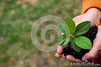 Close-up of an elderly woman& x27;s hands with an apple tree sprout. Grandma holding a plant outdoors. Stock Photo