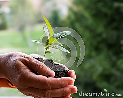 Close-up of an elderly woman& x27;s hands with an apple tree sprout. Grandma holding a plant outdoors. Stock Photo