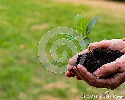 Close-up of an elderly woman& x27;s hands with an apple tree sprout. Grandma holding a plant outdoors. Stock Photo