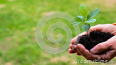 Close-up of an elderly woman& x27;s hands with an apple tree sprout. Grandma holding a plant outdoors. Stock Photo