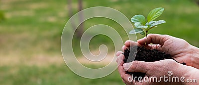 Close-up of an elderly woman& x27;s hands with an apple tree sprout. Grandma holding a plant outdoors. Stock Photo