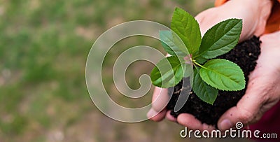 Close-up of an elderly woman& x27;s hands with an apple tree sprout. Grandma holding a plant outdoors. Stock Photo