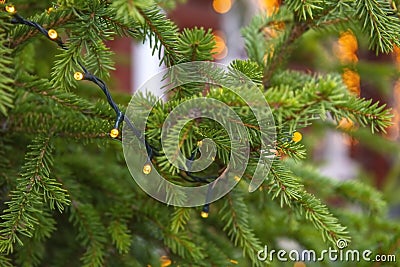 close-up of an electric garland lit in the branches of a green fir tree Stock Photo