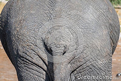 Close up of an elephant butt Stock Photo