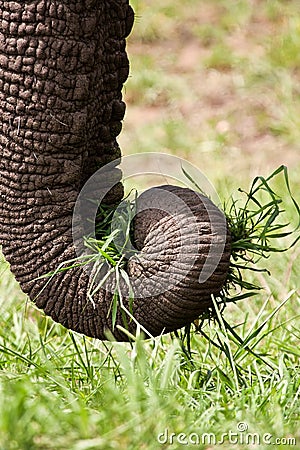 Close-up of elephant eating green grass Stock Photo