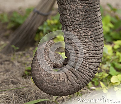 Close up of elephant trunk Stock Photo