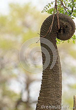 Close up of a elephant trunk which is wrapped around vibrant mango leaves. Stock Photo