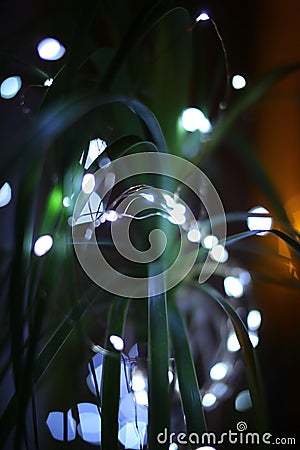 Close up of elephants foot decorated for christmas Stock Photo