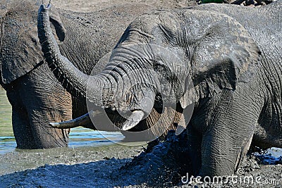Close up of elephants in waterhole, Stock Photo