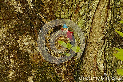 Close up of elf/gnome house in tree trunk in wild moss and bark. Stock Photo